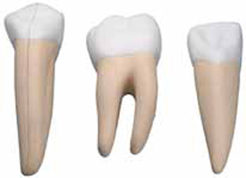 Incisor, Canine and Molar